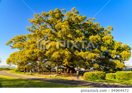 Jakushin-san's camphor (Jakushin-san's camphor) 旅遊景點:巨型樟樹,800 年樹齡 Jakushin-san's camphor (Jakushin-san's camphor) 旅遊景點:巨型樟樹,800 年樹齡 94964472