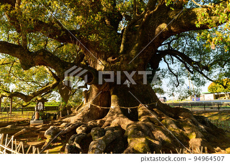 Jakushin-san's camphor (Jakushin-san's camphor) 旅遊景點:巨型樟樹,800 年樹齡 Jakushin-san's camphor (Jakushin-san's camphor) 旅遊景點:巨型樟樹,800 年樹齡 94964507