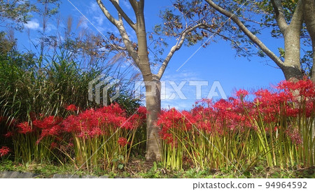 Higanbana flowering bank 94964592