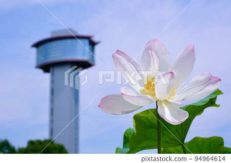 Saitama Prefecture Ancient Lotus Village 94964614
