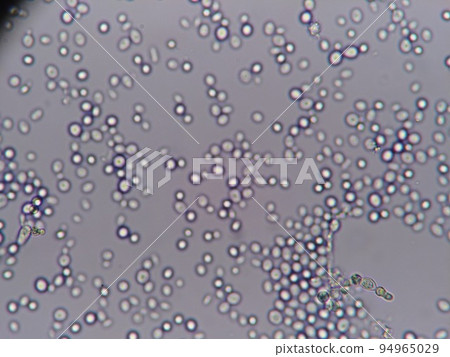Yeast micrograph Yeast micrograph 94965029