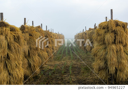 Rice, morning mist, and rice pile Rice, morning mist, and rice pile 94965227