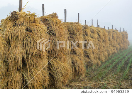Rice, morning mist, and rice pile Rice, morning mist, and rice pile 94965229