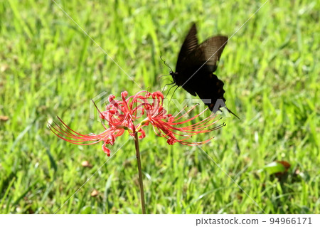 Cluster amaryllis and swallowtail butterfly 94966171