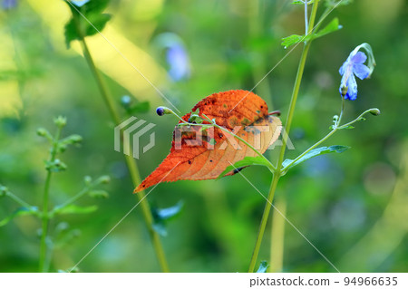 Fallen leaves on flower stems Fallen leaves on flower stems 94966635