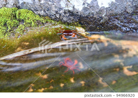 Sawagani that seems to be washed away by the river and Sawagani that looks at it Sawagani that seems to be washed away by the river and Sawagani that looks at it 94966920