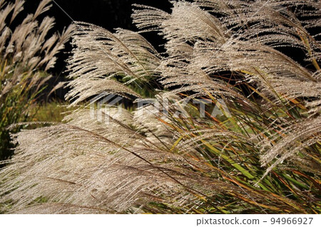 Pampas grass in Arima Fuji Park 94966927
