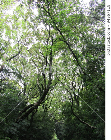 tree covered walkway tree covered walkway 94967119