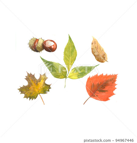 Watercolor autumn leaves isolated on white  94967446