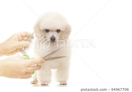 image of dog scissors hand white background 94967706