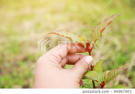 farmer hand checking Mitragyna leaf in organic farm for making herbal pill or good drink farmer hand checking Mitragyna leaf in organic farm for making herbal pill or good drink 94967801