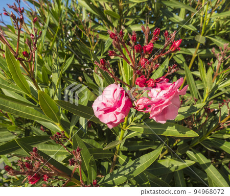close up blooming beautiful pink oleander flowers Oleander Nerium on the green leaves background in bright natural sun light, selective focus 94968072