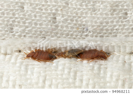 Bedbugs hiding in the crease of the mattress macro Bedbugs hiding in the crease of the mattress macro 94968211
