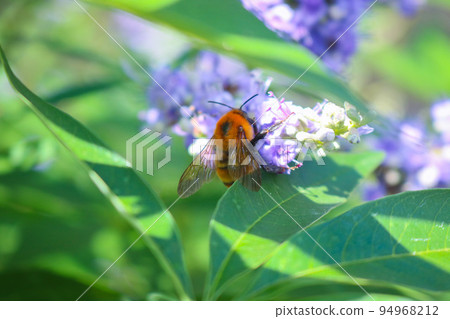 條紋蜜蜂從花中吮吸花蜜 條紋蜜蜂從花中吮吸花蜜 94968212
