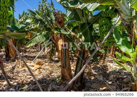 Banana plantation with a bunch of palms Banana plantation with a bunch of palms 94968266