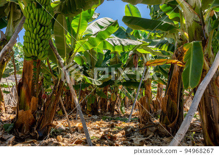 Banana plantation with a bunch of palms Banana plantation with a bunch of palms 94968267