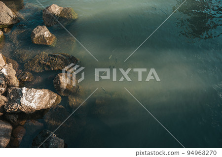 Group of fish from above swimming near rocks 94968270