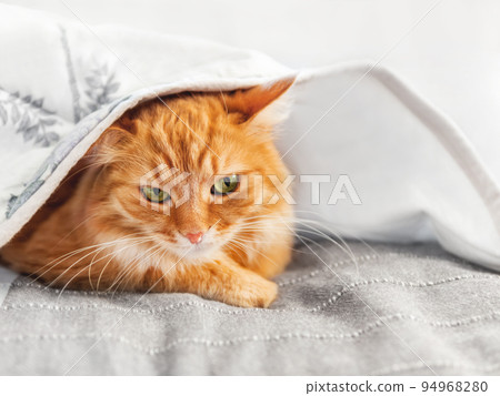 Displeased ginger cat is hiding under blanket. Fluffy pet is triyng to keep warmth. Cozy home background at cold season without central heating. Displeased ginger cat is hiding under blanket. Fluffy pet is triyng to keep warmth. Cozy home background at cold season without central heating. 94968280