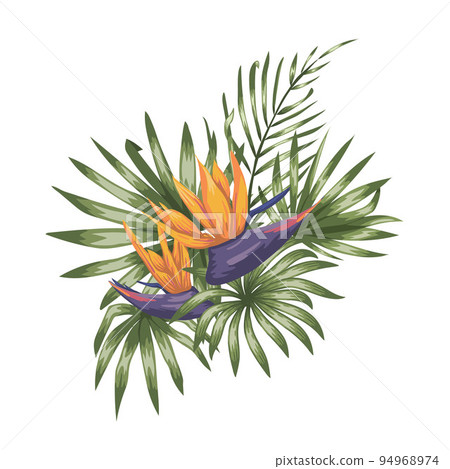 Vector tropical composition of strelitzia... - Stock Illustration  [94968974] - PIXTA