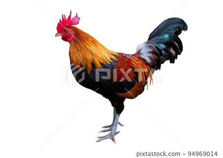 Male bantam on white background, isolate 94969014