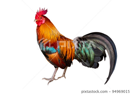 Male bantam on white background, isolate 94969015