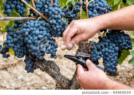Cannonau grapes. Agronomist measures the level of sugars in grapes with the refractometer. Agriculture. Cannonau grapes. Agronomist measures the level of sugars in grapes with the refractometer. Agriculture. 94969039
