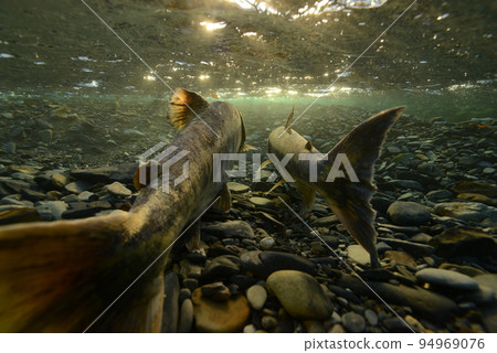 A pair of salmon swimming in a river in the setting sun A pair of salmon swimming in a river in the setting sun 94969076