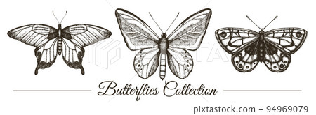 Vector set of hand drawn black and white butterflies. Engraving retro illustration. Realistic insects isolated on white background Vector set of hand drawn black and white butterflies. Engraving retro illustration. Realistic insects isolated on white background 94969079