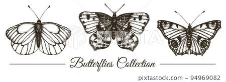 Vector set of hand drawn black and white butterflies. Engraving retro illustration. Realistic insects isolated on white background. Detailed graphic drawing in vintage style. 94969082