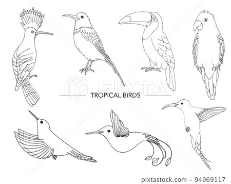 Vector set of tropical birds. Hand drawn outline of parrot, paradise bird, toucan, hoopoe Vector set of tropical birds. Hand drawn outline of parrot, paradise bird, toucan, hoopoe 94969117