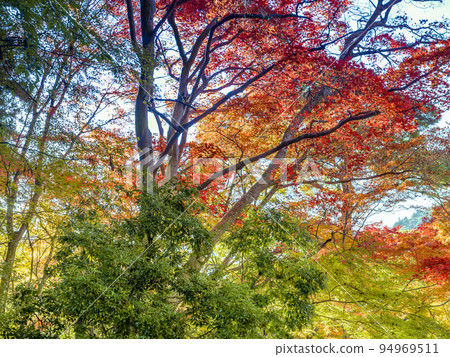 日本神戶瑞法寺公園/瑞法寺公園的秋葉 94969511