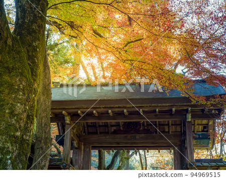 日本神戶瑞法寺公園的秋葉 94969515