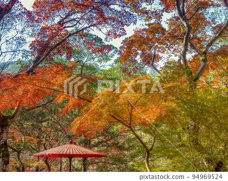 Autumn leaves in Zuihoji Park, Kobe / Kobe, Japan 94969524