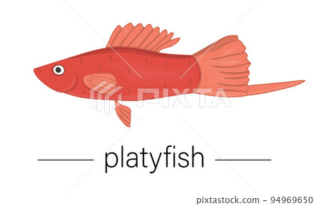 Vector colored illustration of aquarium fish. Cute picture of platyfish for pet shops or children illustration 94969650