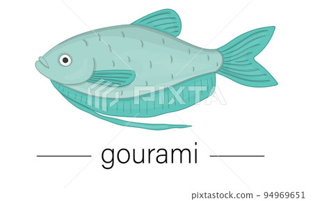 Vector colored illustration of aquarium fish. Cute picture of gourami for pet shops or children illustration 94969651