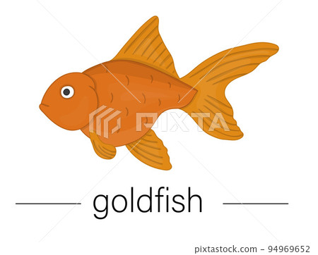Vector colored illustration of aquarium fish. Cute picture of goldfish for pet shops or children illustration 94969652