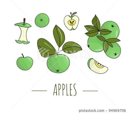 Vector colored set of hand drawn apples. Illustration of autumn harvest. Home made food theme. Vector colored set of hand drawn apples. Illustration of autumn harvest. Home made food theme. 94969706