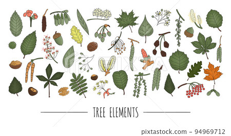 Vector set of colored tree elements isolated on white background. Colorful pack of birch, maple, oak, rowan, chestnut, hazel, linden, alder, aspen, elm, poplar, willow, walnut, ash leaves. Cartoon Vector set of colored tree elements isolated on white background. Colorful pack of birch, maple, oak, rowan, chestnut, hazel, linden, alder, aspen, elm, poplar, willow, walnut, ash leaves. Cartoon 94969712