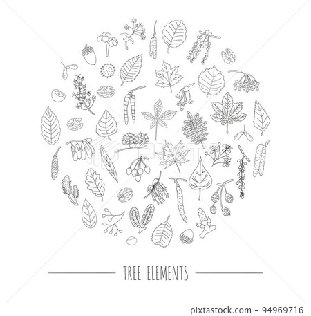 Vector set of black and white tree elements isolated on white background framed in circle. Line drawing of birch, maple, oak, rowan, chestnut, hazel, linden, alder, aspen, elm, poplar, willow, walnut, 94969716