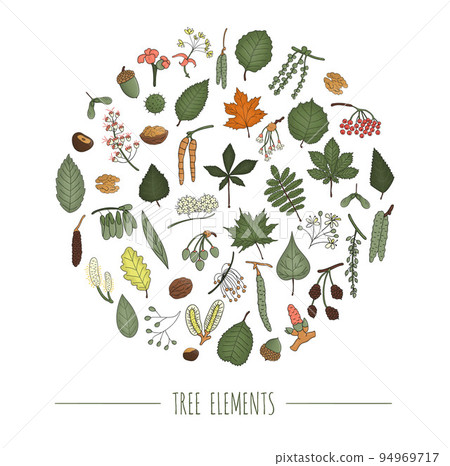 Vector set of colored tree elements isolated on white background framed in circle. Colorful pack of birch, maple, oak, rowan, chestnut, hazel, linden, alder, aspen, elm, poplar, willow, walnut, ash 94969717