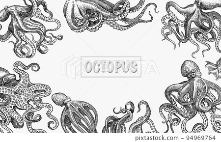 Sea octopus Background. Engraved hand drawn in old sketch, vintage creature. Nautical or marine 94969764
