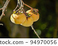 persimmon season, autumn 94970056