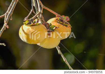 persimmon season, autumn 94970056