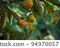 persimmon season, autumn 94970057