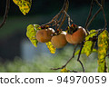 persimmon season, autumn 94970059