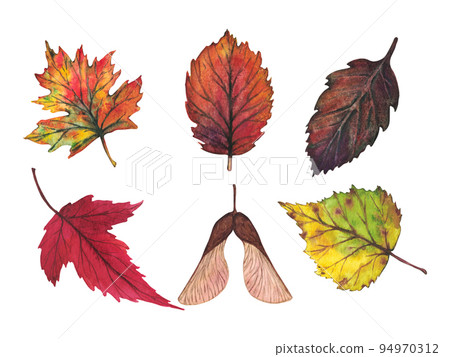 Set of colorful autumn leaves. Watercolor illustration. 94970312