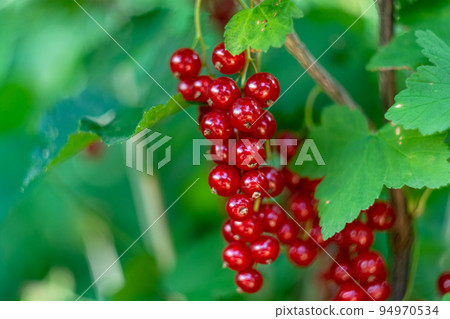 Berries of red currant close-up. 94970534