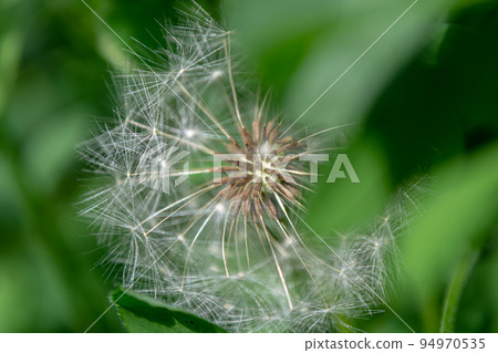 Dandelion with seeds top view 94970535