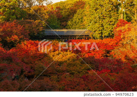 京都東山的秋天，秋葉東福寺（清晨特別觀賞），從通天橋眺望 94970623