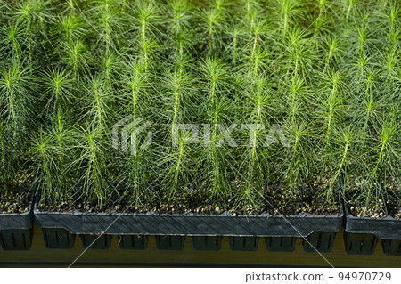 very small seedlings of coniferous trees grow in containers and are ready for further planting 94970729